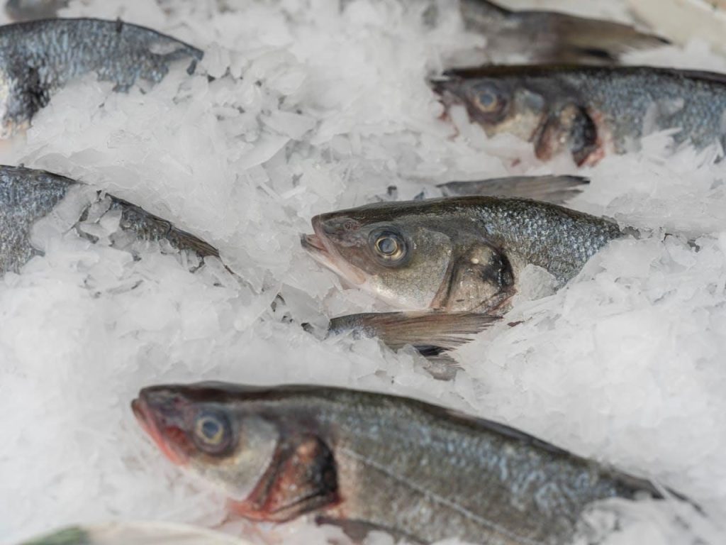 Bibanul de mare australian – peștele care impresionează prin gust unic și exotism culinar